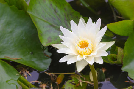 颜色 开花 反射 浮动 荷花 植物 池塘 美丽的 清白 移动