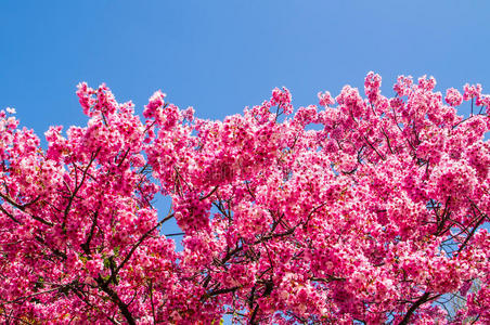 粉红樱花