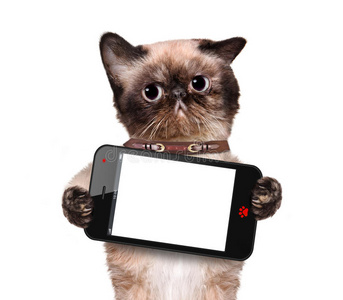 猫拿着一部空白的智能手机。