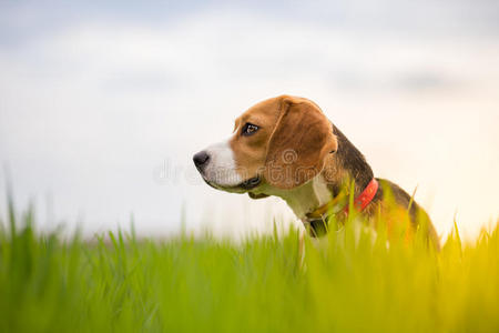 草地上的比格犬