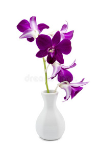 在白色花瓶里开花紫兰