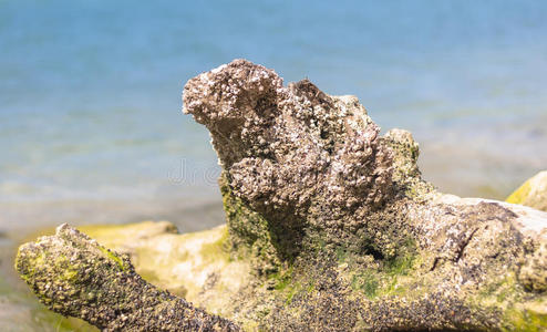 海滩上干燥的树根