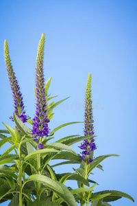 植物 植被 花儿 特写镜头 鼠尾草 花开 紫色 自然 传播