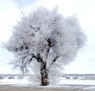 冰冻的树，地上有雪