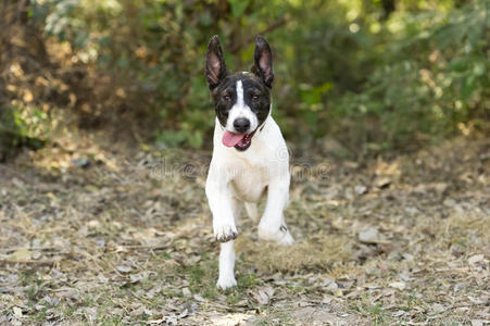 毛皮 能量 可爱极了 兴奋 特写镜头 动物 犬科动物 森林