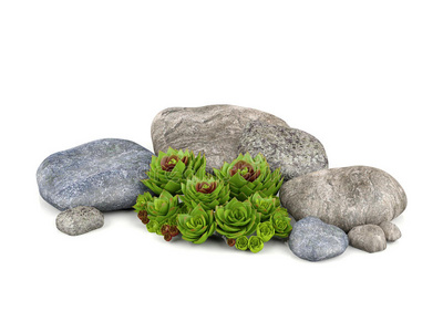 石头 公园 岩石 卵石 园艺 格兰 纹理 植物 材料 自然