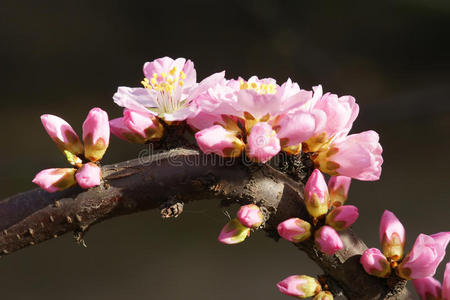 山桃花