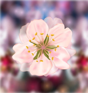 樱花，模糊的背景