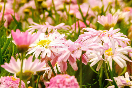 方向 植物区系 美女 美丽的 花园 花的 卡片 自然 黛西