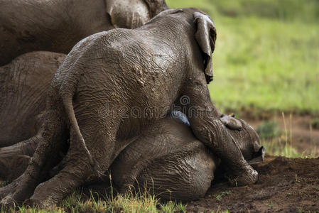 象牙 公园 塞伦盖蒂 小牛 大象 厚皮动物 坦桑尼亚 动物