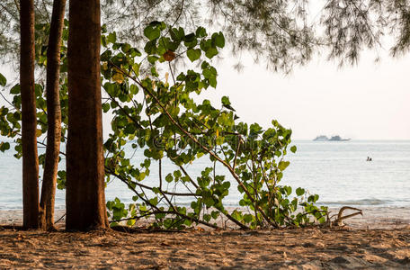 泰国 树叶 灌木 海滩 灌木丛 地平线 后面