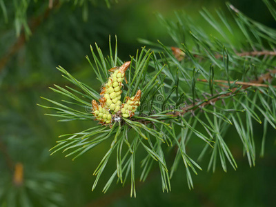 植物区系 春天 植物 冷杉 开花 云杉 盛开 圆锥体 自然