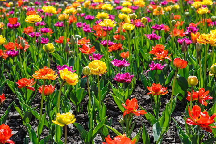 美丽的五颜六色的春天花在花坛里