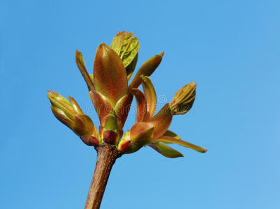 美女 美丽的 发芽 树叶 毛茸茸的 春天 自然 出生 植物区系