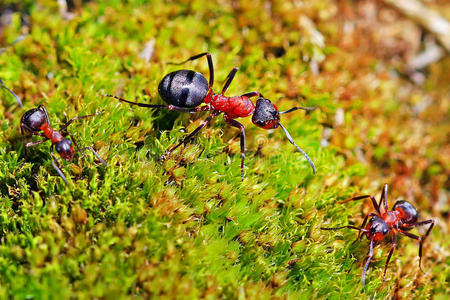 自然 春天 森林 蚂蚁 动物 苔藓 伍兹 昆虫