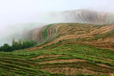 美丽的 植物 农田 农场 中国人 自然 黎明 瓷器 亚洲