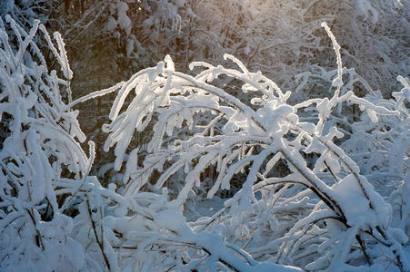 被雪覆盖的树枝