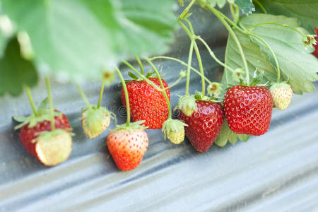树枝上的新鲜成熟草莓。