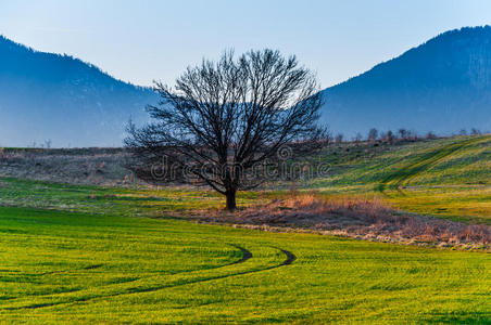 春季景观