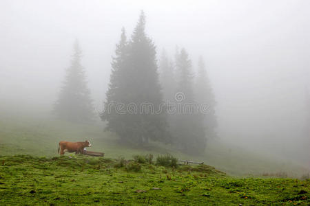 在朦胧的森林里的草地上的牛