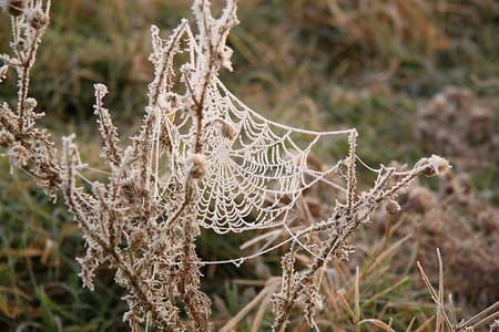 蜘蛛丝图片
