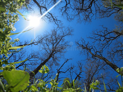 生长 天空 植物区系 风景 环境 植物 公园 季节 春天