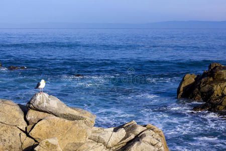 早晨 蒙特利 复制 过去的 海洋 风景 肖像 海滩 加利福尼亚