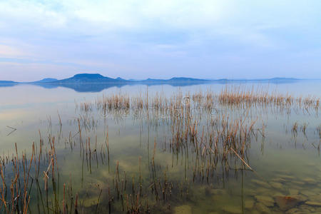 傍晚 假日 黄昏 风景 放松 自然 太阳 和平 芦苇 和谐