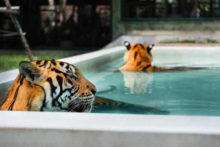 虎妞 野生动物 游泳 美丽的 育种 亚洲 野兽 猎人 池塘