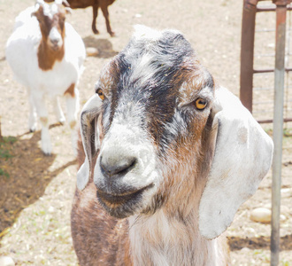 毛毛虫故事文字版_毛毛虫的故事_毛虫虫的故事