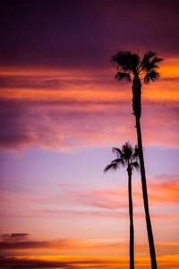棕榈滩日落