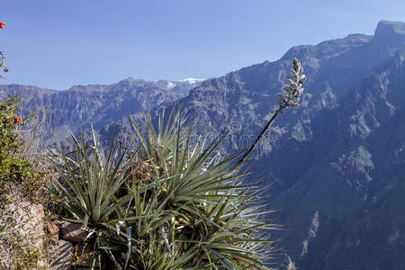 在秘鲁的科尔卡峡谷的斜坡上盛开的菠萝