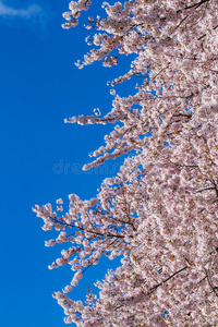 粉红樱花