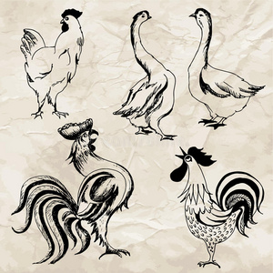 手绘鸟类插图