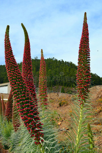 加拿大人 岛屿 植物学 蜜蜂 开花 漏洞百出 金丝雀 国家的