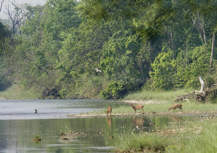猴子 风景 巴迪亚 卡纳利 沼泽 自然 单色 野生动物 气氛