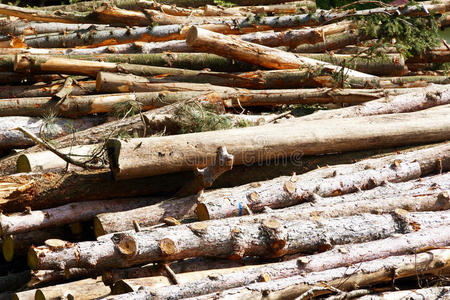 射线 松木 行业 堆栈 登录中 日志 圆圈 木柴 安全 木材