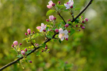 一棵开花的树的枝条，有美丽的粉红色的花