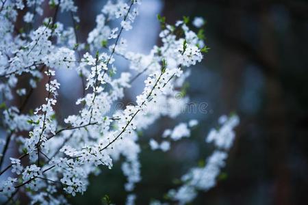 颜色 开花 复活节 生活 水果 盛开 公园 美丽的 自然