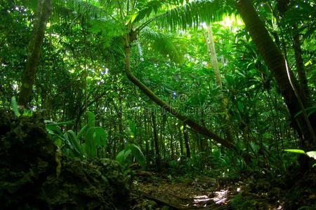 蕨类植物 棕榈 徒步旅行 通路 朝着 波利尼西亚人 环礁