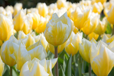 新鲜五颜六色的郁金香花,荷兰的kuekenhof照片