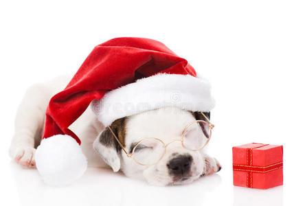 新的 小狗 眼镜 帽子 庆祝 宝贝 礼物 圣诞老人 动物
