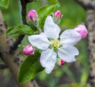 苹果花