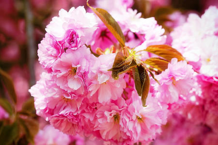 商业 樱桃 盛开 植物 亚洲 日本人 开花 花的 形象 粉红色