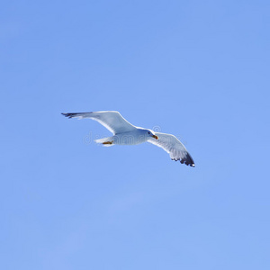 天空中飞翔的海鸥