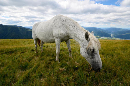 小山 大牧场 阿尔卑斯山 自然 近的 动物 草地 牧场 夏天