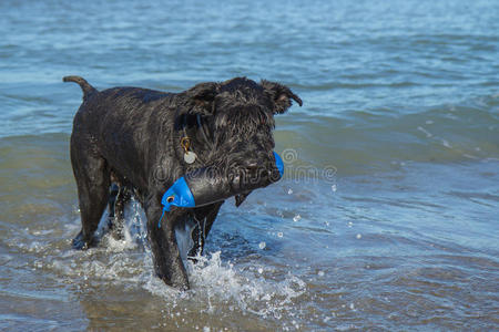 大海里的大黑色雪纳瑞狗带着玩具
