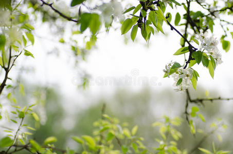 果园 开花 春天 分支 阳光 太阳 盛开 植物 季节 自然