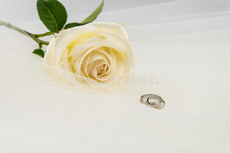夫妇 植物 美丽的 仪式 结婚 激情 曲线 织物 白金 戒指