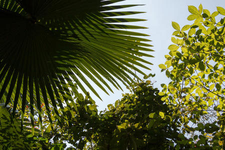 热带森林中绿色的叶子和天空